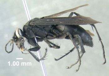 Media type: image;   Entomology 600326 Aspect: habitus lateral view